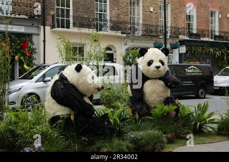 Londra, Regno Unito. 22 maggio 2023. Belgravia's Bamboo Bears di Moyses Stevens su Elizabeth Street. Il festival Belgravia in Bloom si svolgerà dal 22 al 29 maggio. Tornando per l'ottava volta con il tema 'Into the Wild', il festival vedrà Belgravia prendere vita con incredibili installazioni floreali. Le installazioni floreali locali coincidono con l'annuale RHS Chelsea Flower Show. Crediti: Waldemar Sikora / Alamy Live News Foto Stock