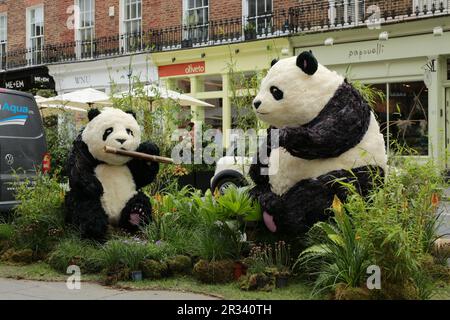 Londra, Regno Unito. 22 maggio 2023. Belgravia's Bamboo Bears di Moyses Stevens su Elizabeth Street. Il festival Belgravia in Bloom si svolgerà dal 22 al 29 maggio. Tornando per l'ottava volta con il tema 'Into the Wild', il festival vedrà Belgravia prendere vita con incredibili installazioni floreali. Le installazioni floreali locali coincidono con l'annuale RHS Chelsea Flower Show. Crediti: Waldemar Sikora / Alamy Live News Foto Stock