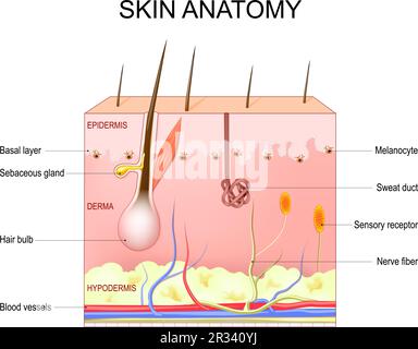 Anatomia della pelle. Struttura e strati della pelle: Epidermide, derma, ipoderma, melanociti e strato basale. Sezione trasversale della pelle umana Illustrazione Vettoriale