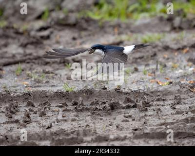 Casa martin, Delichon urbicum, singolo uccello che raccoglie fango, Warwickshire, maggio 2023 Foto Stock