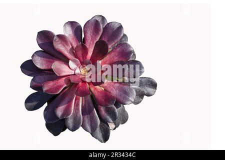 Aeonium arboreum, un succulente con rosette rosse lucide comunemente note come rosa nera Foto Stock