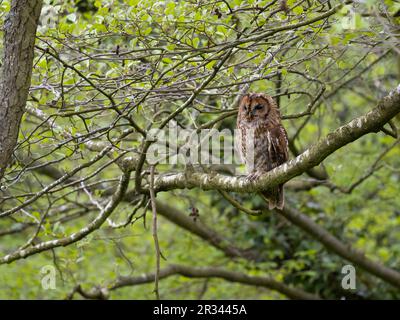 Tawny gufo, Strix aluco, singolo uccello ruggito su ramo, Warwickshire, maggio 2023 Foto Stock