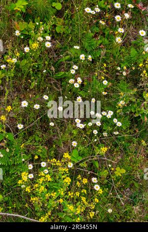 White English Daisy cresce lungo Oregon Coast, USA Foto Stock