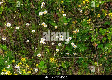 White English Daisy cresce lungo Oregon Coast, USA Foto Stock