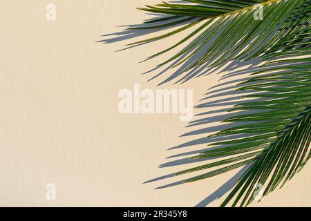 Foglie di palma e ombra di foglie su una parete beige. con spazio di copia, idea per lo sfondo Foto Stock