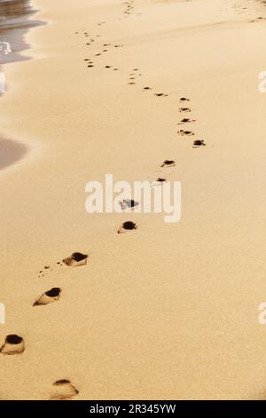 Passi nella sabbia, Meia Praia, Città Vecchia, Lagos, Algarve, Portogallo Foto Stock