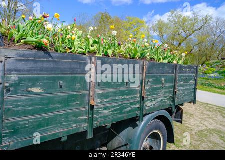 Fiori di tulipano in una vecchia cassetta per camion. Decorazioni da giardino. Foto Stock