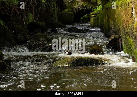 Dipper (Cincluss incluss) caccia su un fiume che scorre veloce Foto Stock