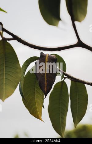 Primo piano di foglia secca sul ramo d'albero nel giardino Foto Stock