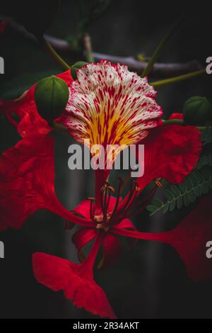 Primo piano di Poinciana reale o fiore flamboyant Foto Stock