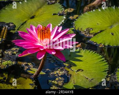 Primo piano di una colorata Liliy acqua Foto Stock