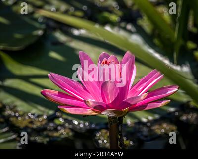 Primo piano di una colorata Liliy acqua Foto Stock