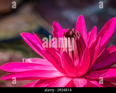 Primo piano di una colorata Liliy acqua Foto Stock