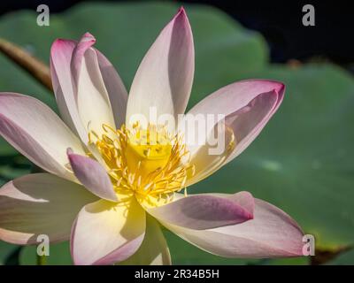 Primo piano di un fiore di loto indiano colorfuI Foto Stock