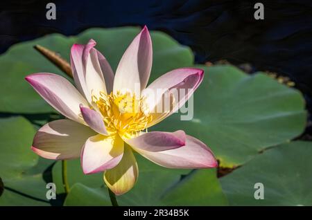 Primo piano di un fiore di loto indiano colorfuI Foto Stock