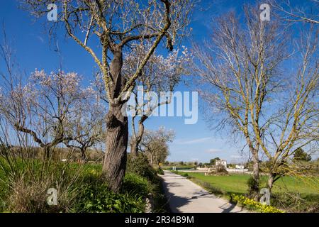 Cicloturismo, Camino Viejo de Porreres, Montuiri, Mallorca. Islas Baleares, España, Europa. Foto Stock