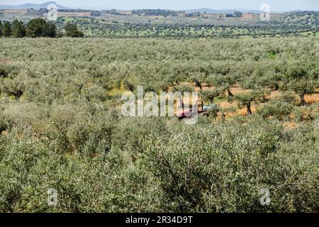 Olivos, Sierra de los Golondrinos, Estremadura, Spagna, Europa. Foto Stock