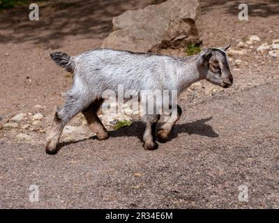 capra piccola - pochi giorni dopo la nascita camminando in una giornata di sole, un piccolo animale bello Foto Stock
