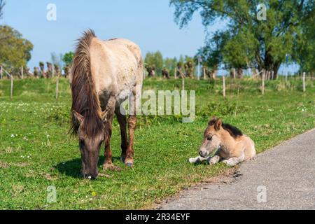 Pony madre e neonato pascolo su erba olandese. Cavalli selvatici Konings in un parco nazionale nei Paesi Bassi Foto Stock