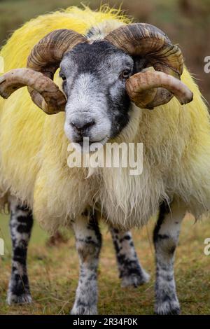 cordero semental, valle de Quiraing, isla de Skye, Highlands, Escocia, Reino Unido. Foto Stock