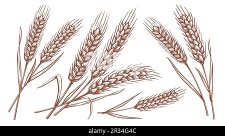 Spighe di grano, set di spikelets. Segale disegnata a mano in stile vintage. Concetto di cibo biologico dell'azienda agricola. Illustrazione vettoriale Illustrazione Vettoriale