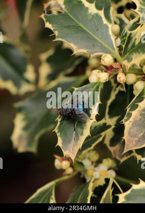 Fiore Ilex aquifolium Silver Queen o ILEX AQUIFOLIUM (HOLLY) Foto Stock