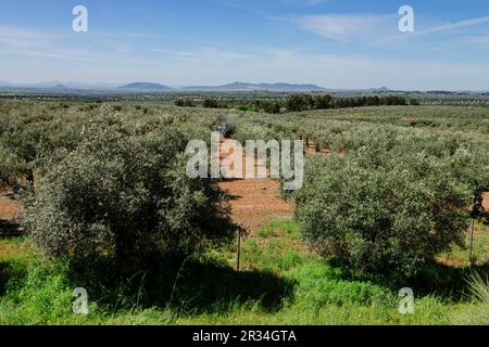 Olivos, Sierra de los Golondrinos, Estremadura, Spagna, Europa. Foto Stock