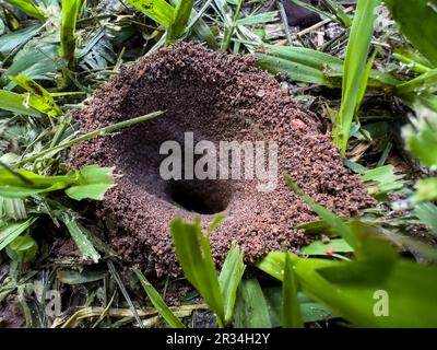 ANT House con due formiche che escono. Foto Stock