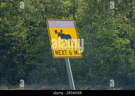 Segnale di avvertimento Moose on Highway nel Maine, USA. Foto Stock