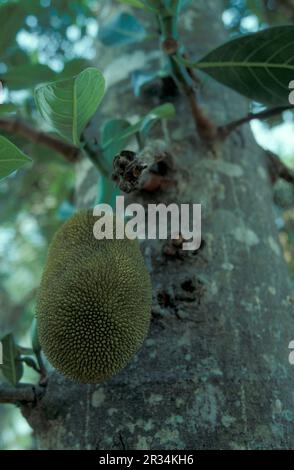 Una piantagione di Jackfruit vicino alla città di Menghai nella provincia di Yunnan in Cina nell'Asia orientale. Cina, Yunnan, aprile 1996 Foto Stock