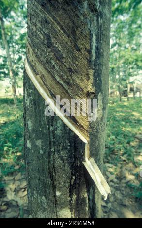 Una piantagione di alberi di gomma vicino alla città di Menghai nella provincia di Yunnan in Cina nell'Asia orientale. Cina, Yunnan, aprile 1996 Foto Stock