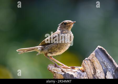 Il giovane Robin europeo (Erithacus rubecula) si trova su un log nello Yorkshire, Regno Unito, Inghilterra, Gran Bretagna, maggio, Molla Foto Stock