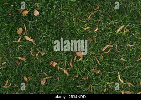 Foto dall'alto del prato verde con foglie autunnali cadute, foto di sfondo Foto Stock