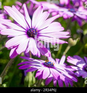 Margherite africane viola (Osteospermum) in fiore durante la primavera Foto Stock