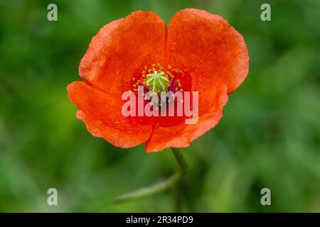 una sinfonia di sfumature rosse in mezzo a un mare di verde Foto Stock