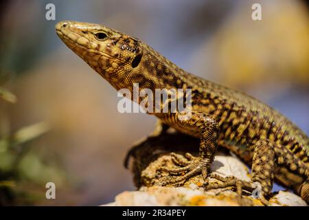 Sargantana, Podarcis lilfordi giglioli. Parco Naturale SA Dragonera. Isola di Dragonera. Montagne Tramuntana. Maiorca. Isole Baleari. Spagna. Foto Stock