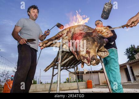 Limpieza del animale, tradicional matanza del cerdo, llucmajor,Mallorca, Islas Baleares, Spagna. Foto Stock