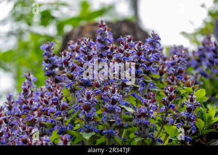 Ajuga reptans . Blu Bugle . Kriechender Günsel . Guldengünsel Foto Stock