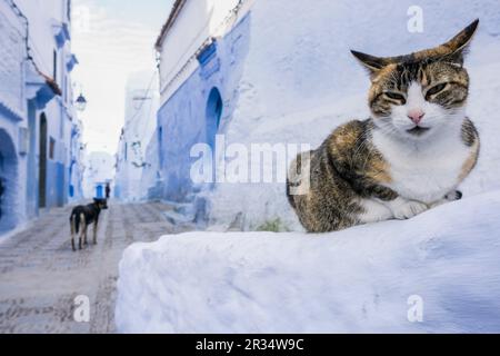 Gato en onu callejon azul, Chefchauen, -Chauen-, Marruecos, norte de Africa, continente africano. Foto Stock