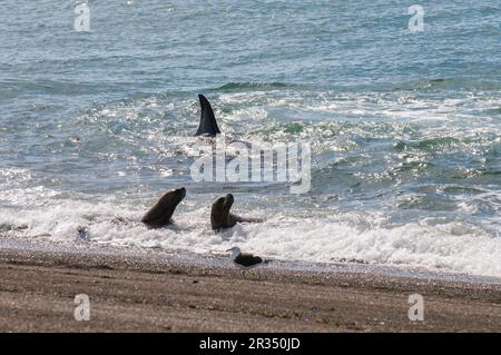 Orcas caccia leoni marini, Penisola Valdes, Patagonia, Argentina. Foto Stock