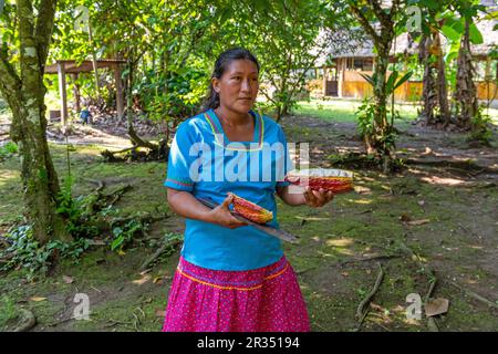 Kichwa indigena ecuadoriana in abiti tradizionali con frutta di cacao in mano, parco nazionale Yasuni, foresta pluviale amazzonica, Ecuador. Foto Stock