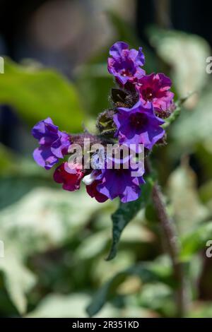 Primo piano di comuni fiori di Lungwort (pulmonaria officinalis) in fiore Foto Stock