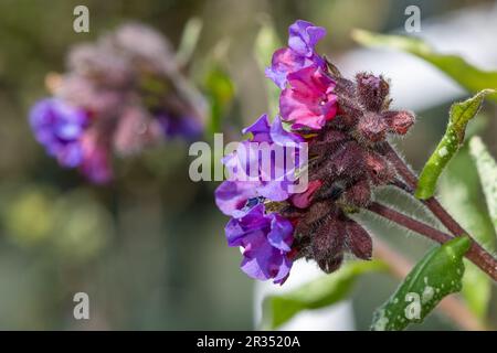 Primo piano di comuni fiori di Lungwort (pulmonaria officinalis) in fiore Foto Stock