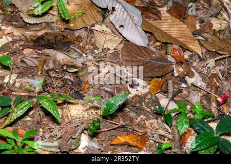 Pitviper di salto dell'America Centrale (Metlapilcoatlus mexicanus) da Laguna Lagarto, Costa Rica. (Foto in scena). Foto Stock