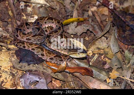 Pitviper di salto dell'America Centrale (Metlapilcoatlus mexicanus) da Laguna Lagarto, Costa Rica. (Foto in scena). Foto Stock