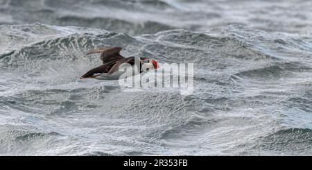 Un Puffin Atlantico (Fratercula artica) che sorvola la superficie dell'oceano al largo della costa del Maine, USA. Foto Stock