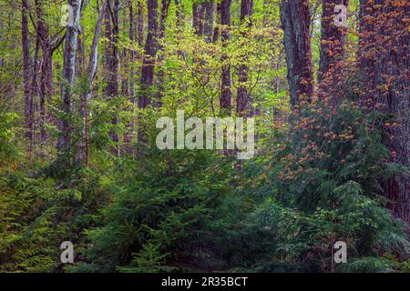 Una foresta di specie miste in primavera nelle Pocono Mountains della Pennsylvania Foto Stock