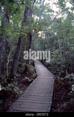 La Grande palude. North Carolina USA 9/2006. La Great Dismal Swamp è una grande palude nella Coastal Plain Region della Virginia sudorientale e del North Carolina nord-orientale, tra Norfolk, Virginia, ed Elizabeth City, North Carolina. Situato in parti della Virginia meridionale e nord Carolina contee di Gates, Pasquotank, e Camden. Alcune stime collocano la dimensione della palude originale a oltre un milione di acri (4.000 km2). La dimensione attuale della Grande palude Dismal è di circa 750 miglia quadrate (480.000 acri) (1.940 km quadrati). Foto Stock