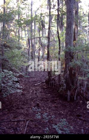 La Grande palude. North Carolina USA 9/2006. La Great Dismal Swamp è una grande palude nella Coastal Plain Region della Virginia sudorientale e del North Carolina nord-orientale, tra Norfolk, Virginia, ed Elizabeth City, North Carolina. Situato in parti della Virginia meridionale e nord Carolina contee di Gates, Pasquotank, e Camden. Alcune stime collocano la dimensione della palude originale a oltre un milione di acri (4.000 km2). La dimensione attuale della Grande palude Dismal è di circa 750 miglia quadrate (480.000 acri) (1.940 km quadrati). Foto Stock