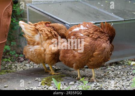 Gallus gallus domesticus - il pollo domestico Foto Stock